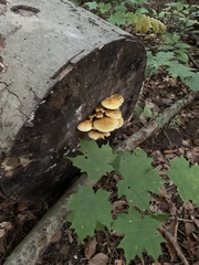 Pholiota