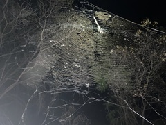 Trichonephila edulis