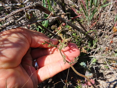 Felicia filifolia