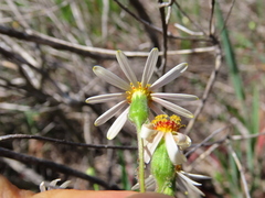 Felicia filifolia