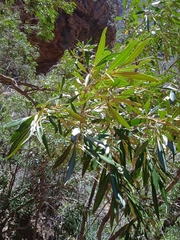 Olea europaea cuspidata