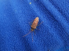 Pantilius tunicatus