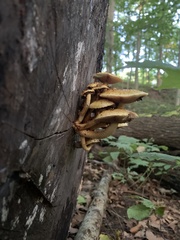 Pholiota