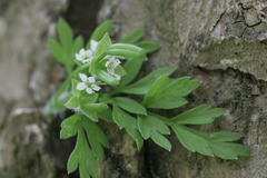 Chaerophyllum procumbens