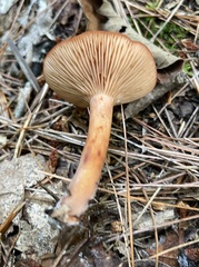 Cortinarius sanguineus