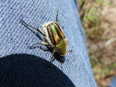 Stegopterus vittatus