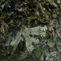 Marchantiaceae