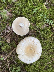 Lactifluus deceptivus
