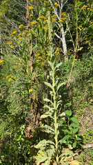 Verbascum thapsus