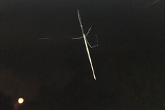 Ariamnes longissimus