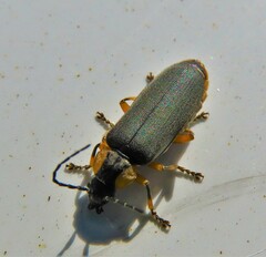 Afronycha emarginata