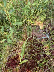 Platanthera blephariglottis