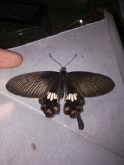 Pachliopta adamas
