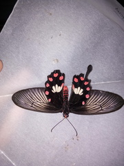 Pachliopta adamas