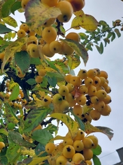 Crataegus mexicana
