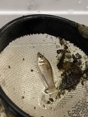 Poecilia latipinna