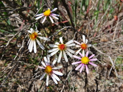 Felicia filifolia