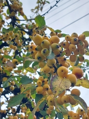 Crataegus mexicana