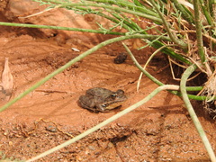Pelophylax saharicus