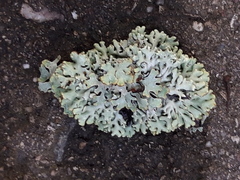 Hypogymnia physodes