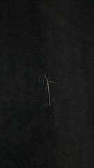 Ariamnes longissimus