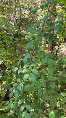 Rubus occidentalis