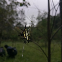 Gasteracantha