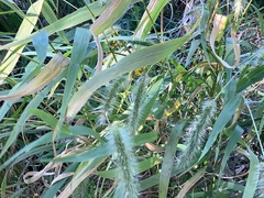 Elymus villosus