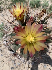 Hamatocactus hamatacanthus