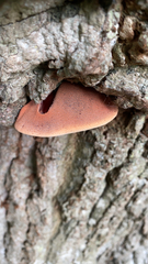 Fistulina hepatica