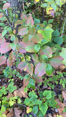 Cornus alternifolia