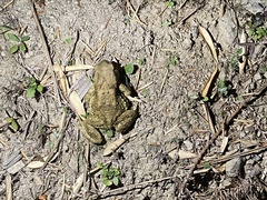 Bufo bankorensis