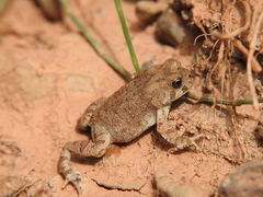 Sclerophrys mauritanica