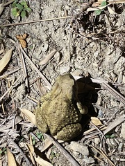 Bufo bankorensis