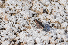 Cicindela tranquebarica