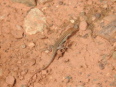 Acanthodactylus boskianus