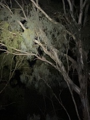 Trichosurus vulpecula hypoleucus