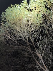 Trichosurus vulpecula hypoleucus