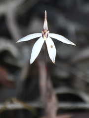 Caladenia saccharata
