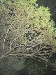 Trichosurus vulpecula hypoleucus