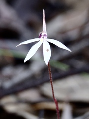 Caladenia saccharata