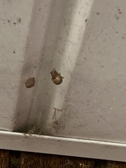 Parasteatoda tepidariorum