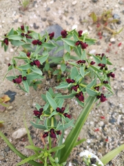 Euphorbia thinophila