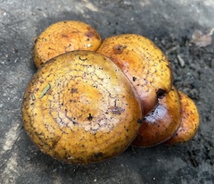 Pholiota aurivella