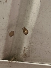 Parasteatoda tepidariorum