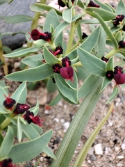 Euphorbia thinophila