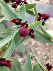 Euphorbia thinophila