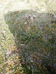 Tephroseris integrifolia atropurpurea