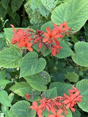 Clerodendrum japonicum