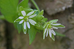 Stellaria media